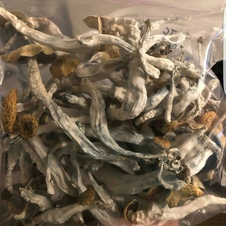 Psilocybe Cubensis Extract