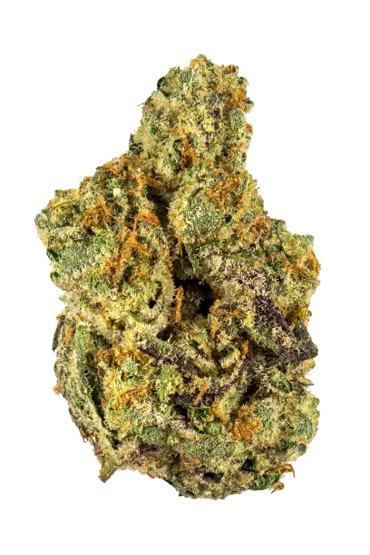 Gary Payton (Hof Cut)