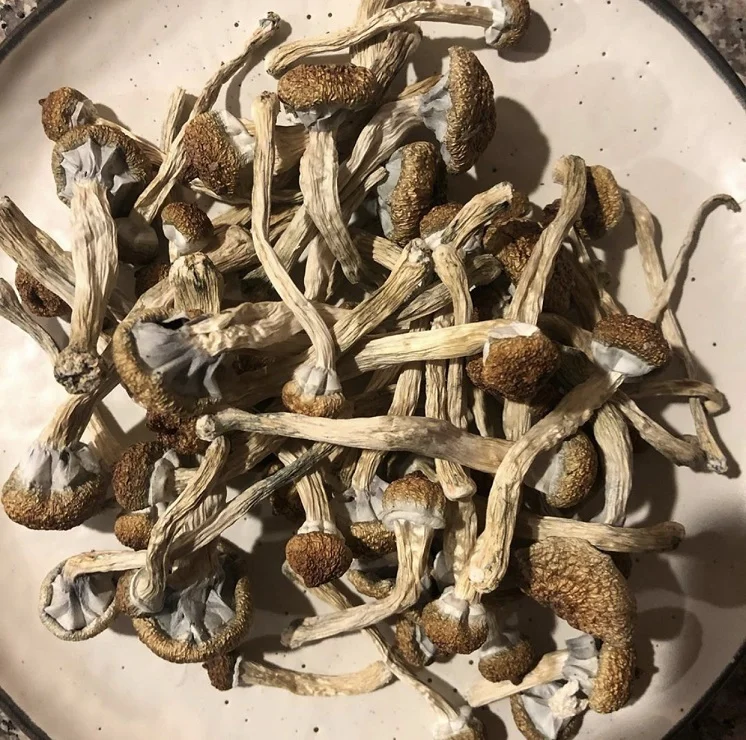 Golden Teacher Mushrooms